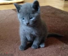 Whatsapp me +96555207281 Good looking Russian Blue Kittens for sale 0