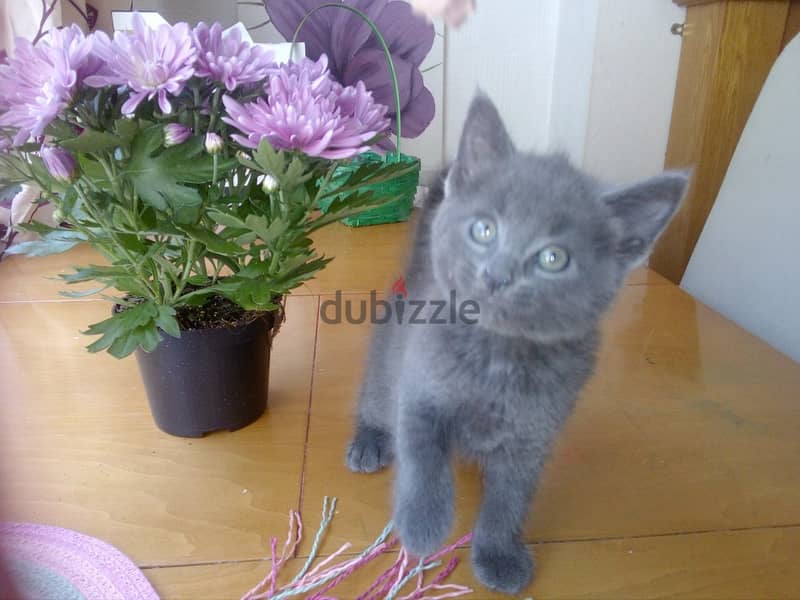 Whatsapp me +96555207281 Good looking Russian Blue Kittens for sale 1