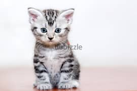 whatsapp me +96555207281 Smart American Shorthair kittens for sale 0