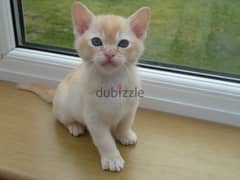 Whatsapp me +96555207281 Healthy two Burmese kittens for sale 0