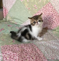 Whatsapp me +96555207281 Exotic Shorthahir kittens for sale