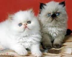 Gorgeous Himalayan kittens  for sale now whatsapp +96555207281