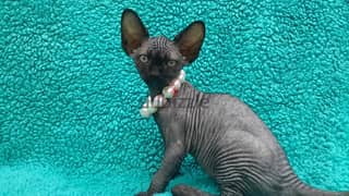 Whatsapp me +96555207281 Two Vaccinated Sphynx kittens for sale 0