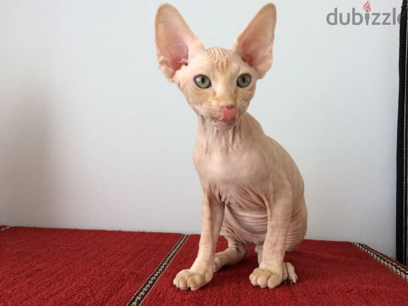 Whatsapp me +96555207281 Two Vaccinated Sphynx kittens for sale 1