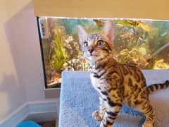 Whatsapp me +96555207281 Pure Bengal kittens for sale 0