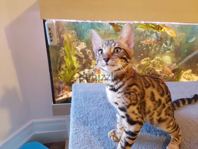 Whatsapp me +96555207281 Pure Bengal kittens for sale 0