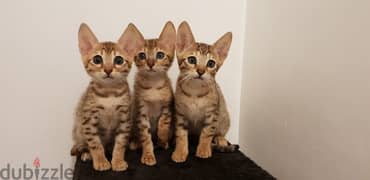Whatsapp me +96555207281 Inteligent Savannah kittens for sale