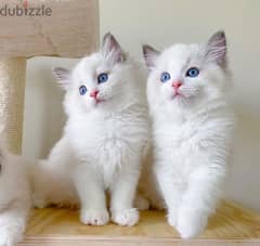 Whatsapp me +96555207281   Two Healthy Ragdoll kittens for sale