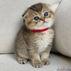 Whatsapp me +96555207281 Two Vaccinated Scottish Fold kittens for sale 0