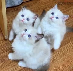 Whatsapp me +96555207281 Lovely Cute Ragdoll kittens for sale