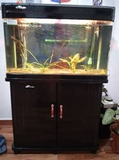 Curved glass aquarium with plants and fish for sale