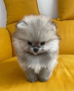 Cream male Pomer,anian for sale