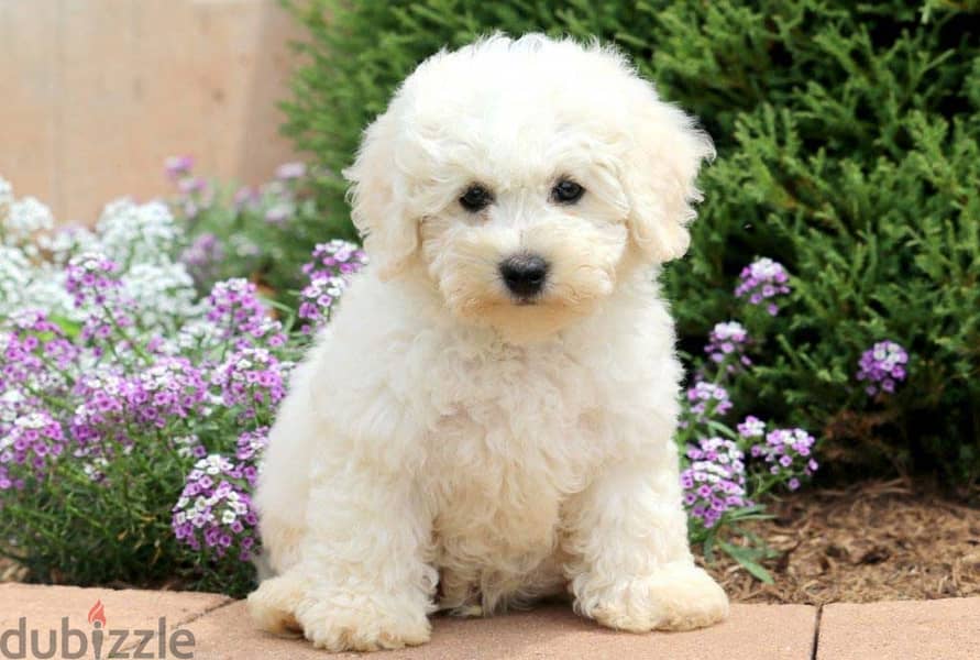 whatsapp me +96555207281 pure Bichon Frise puppies for sale 1
