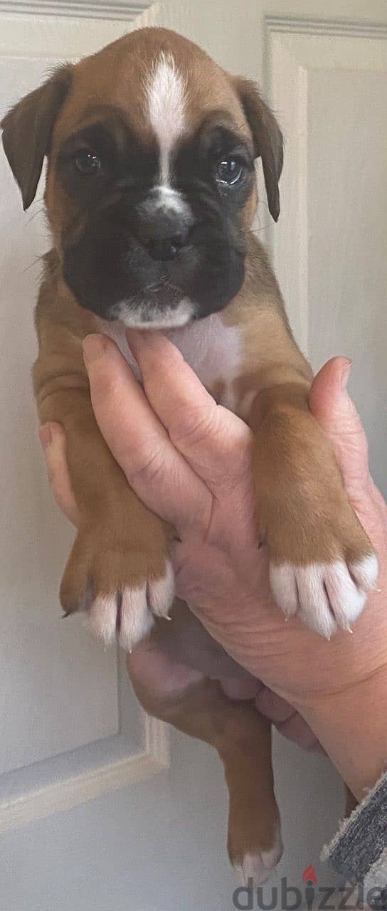 Whatsapp me +96555207281 Friendly Boxer puppies for sale 1