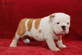 Whatsapp me +96555207281 Best English bulldog puppies for sale