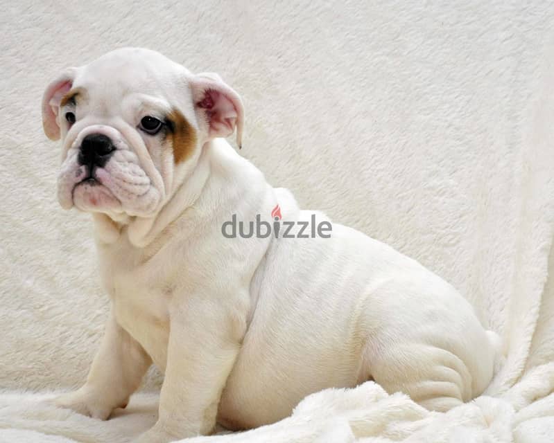 Whatsapp me +96555207281 Best English bulldog puppies for sale 1