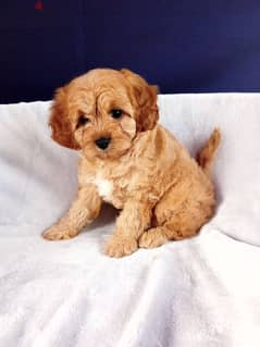 Whatsapp me +96555207281 lovely Cavapoo puppies for sale