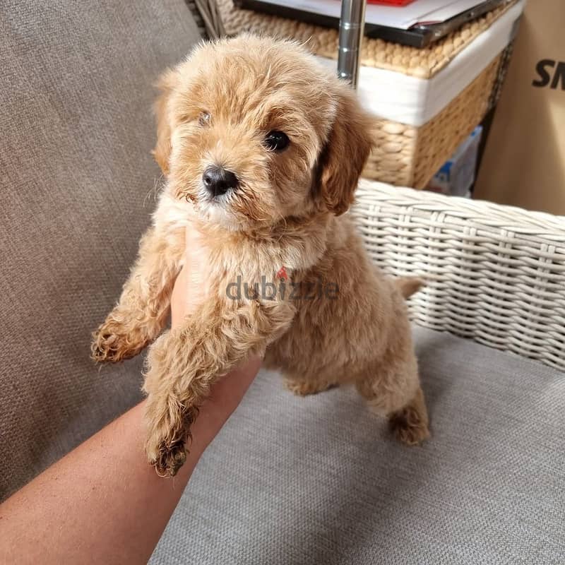 Whatsapp me +96555207281 lovely Cavapoo puppies for sale 1