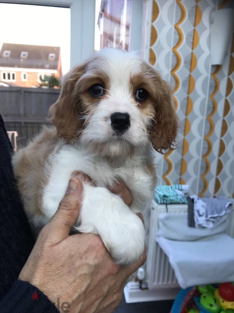 Whatsapp me +96555207281 lovely Cavapoo puppies for sale 2