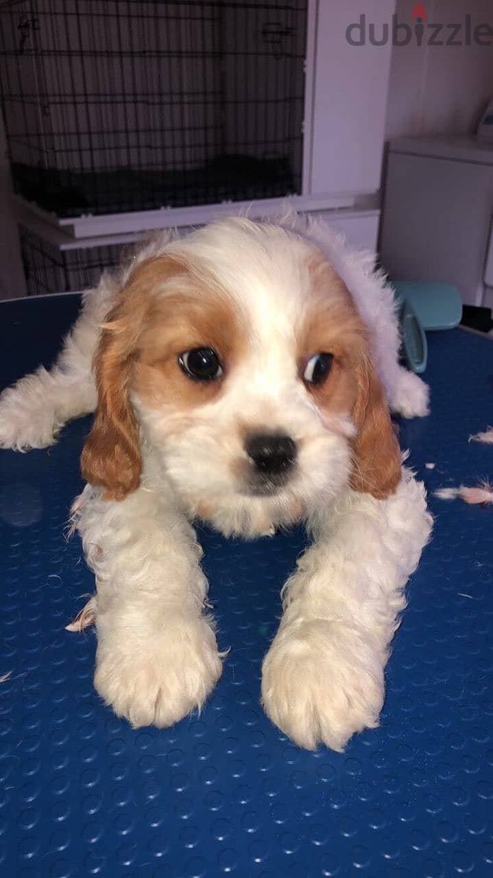 Whatsapp me +96555207281 lovely Cavapoo puppies for sale 3