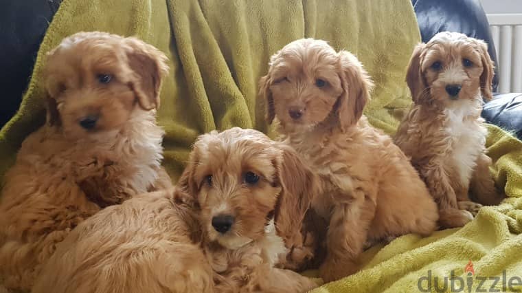 Whatsapp me +96555207281 Best Cockapoo puppies for sale 1