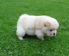 Whatsapp me +96555207281 Vaccinated Chow Chow puppies for sale 0
