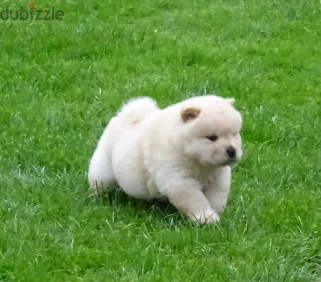 Whatsapp me +96555207281 Vaccinated Chow Chow puppies for sale 1