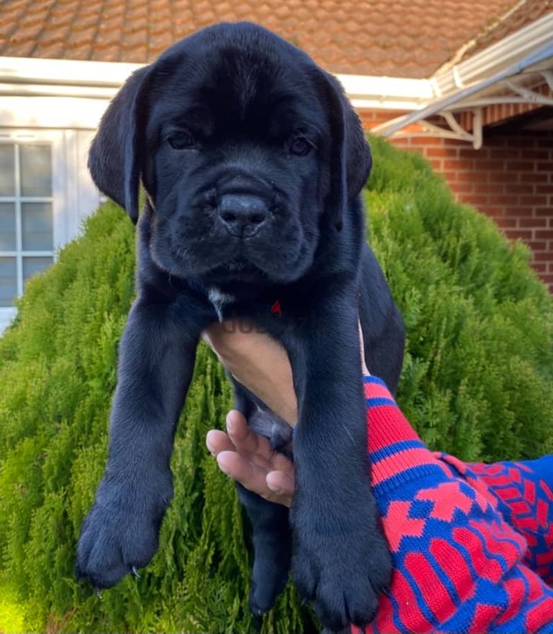 Whatsapp me +96555207281  Healthy Cane Corso puppies for sale 1