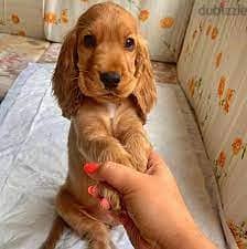 Whatsapp me +96555207281 Lovely Cutes Cocker Spaniel puppies for sale 1