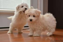 Whatsapp me +96555207281 Perfect Coton de Tulear puppies for sale
