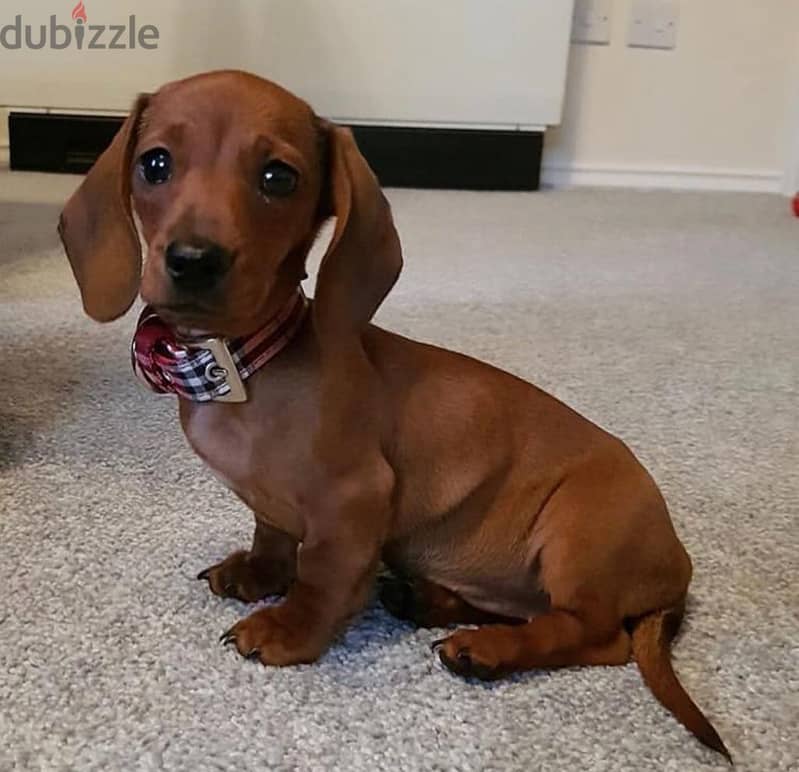 Whatsapp me +96555207281 Awesome Dachshund puppies for sale 1
