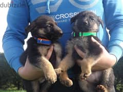 Whatsapp me +96555207281 Gorgeous German Shepherd puppies for sale