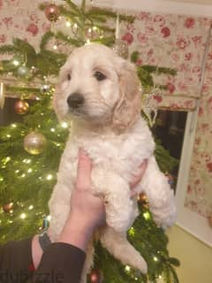 Whatsapp me +96555207281 Charming Goldendoodle puppies for sale 0