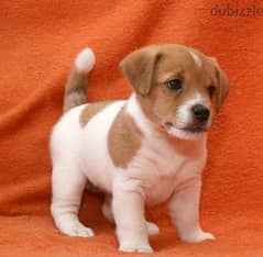 Whatsapp me +96555207281 Playful Jack Russell Terrier puppies for sale