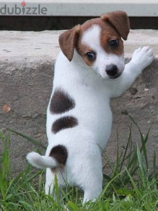 Whatsapp me +96555207281 Playful Jack Russell Terrier puppies for sale 1