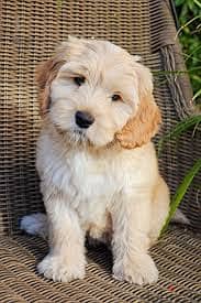 Whatsapp me +96555207281 Cutest Labradoodle puppies for sale