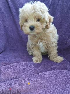 Whatsapp me Young Maltipoo puppies for sale