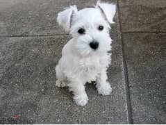 whatsapp me +96555207281 friendly Miniature Schnauzer puppies for sale