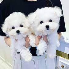 Whatsapp me +96555207281 Two white Maltese puppies for sale 1