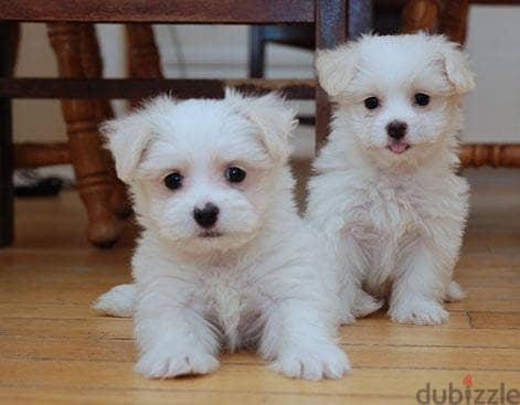Whatsapp me +96555207281 Two white Maltese puppies for sale 2