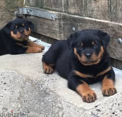 Whatsapp me +96555207281 Healthy Rottweiler puppies for sale 0