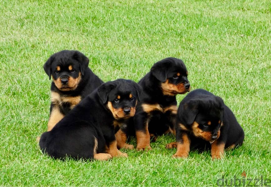 Whatsapp me +96555207281 Healthy Rottweiler puppies for sale 1