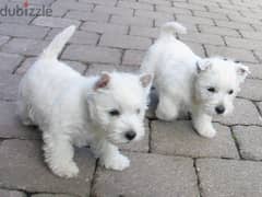 Whatsapp me +96555207281 Vaccinated West Highland White Terrier puppys 0