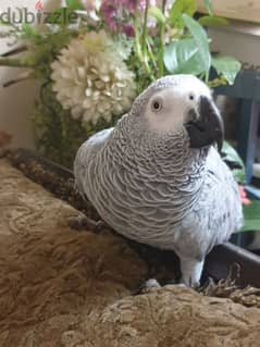 AFRICAN GREY PARROT FOR SALE