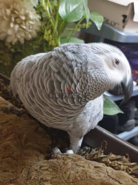 AFRICAN GREY PARROT FOR SALE 1
