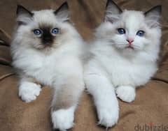 Whatsapp me +96555207281  Two Awesome Ragdoll kittens for sale