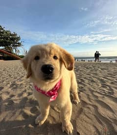 Golden retriever puppy for sale 0