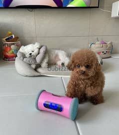 Female Poo,dle for sale. WHATSAPP. +1 (484) 718‑9164‬