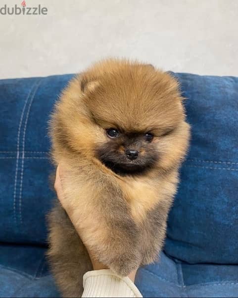 Cream male Pomer,anian for sale 2