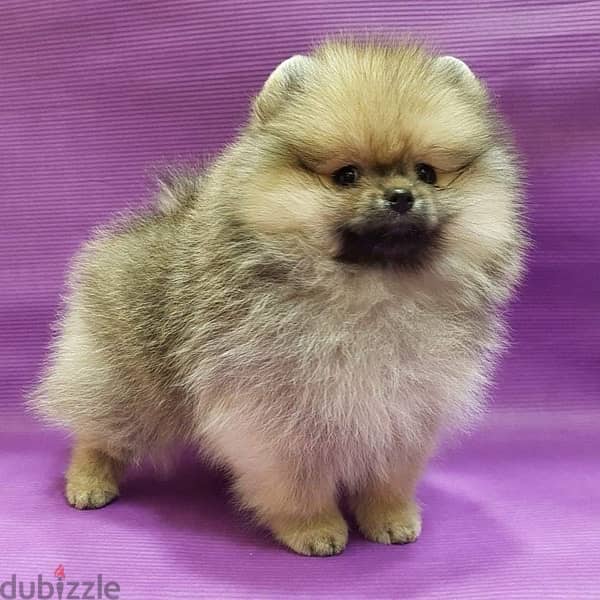 Male Pomer,anian for sale 1